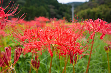 群生している彼岸花