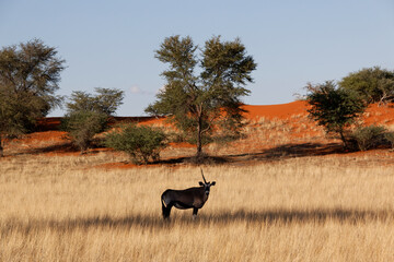 Antilope mit nur einem Horn vor Hügel mit rotem Sand in Kalahariwüste, Namibia