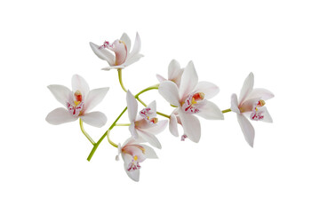 Fototapeta na wymiar branch of lite pink orchid flowers isolated on white