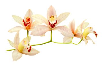 lite pink orchid isolated on white background