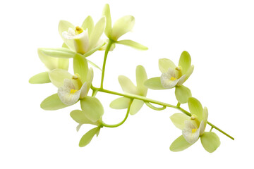 Obraz premium branch of yellow orchid isolated on white