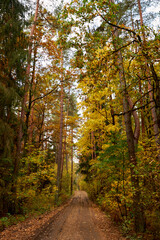Rural road in the autumn forest strewing with yellow leaves.