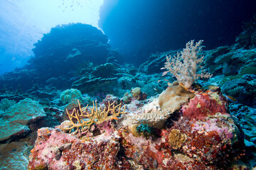 Fototapeta na wymiar coral sea scape in australia 
