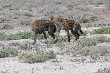 Zwei Hyänen spielen miteinander im Etosha Nationalpark, Namibia