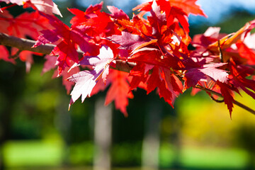 Bright red maple leaves in the sunlight.