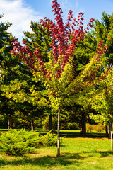 Fototapeta na wymiar Bright red maple leaves in the sunlight.