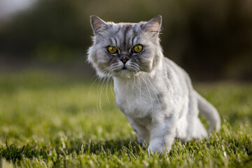 Naklejka na ściany i meble Beautiful grey groomed persian chinchilla cat with green eyes walking outside on the grass at sunset.