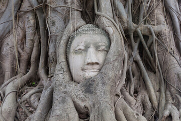 Old tree with buddha head