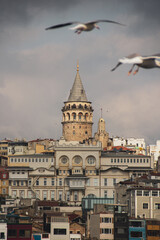 Obraz premium Cloudy Galata tower and seagulls in Beyoglu district of Istanbul, Turkey