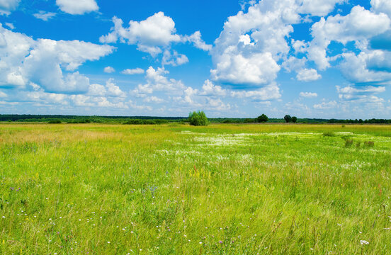 The green field goes into the distance. A clear Sunny day with white clouds in the sky. In the background you can see a strip of forest, Sunny landscape, desktop wallpaper.