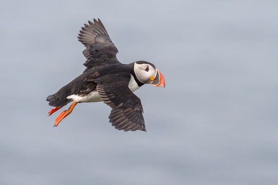 Atlantic Puffin (Fratercula arctica) flying. 