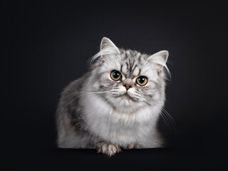 Pretty young black silver blotched British Longhair cat, laying down facing front on edge. Looking to camera. Isolated on black background.