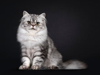 Fototapeta premium Pretty young black silver blotched British Longhair cat, sitting up side ways. Looking to camera. Isolated on black background.