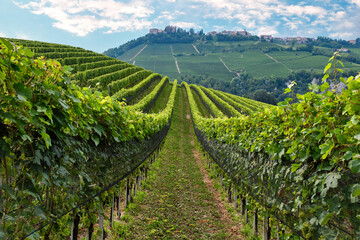 Fototapeta na wymiar Vineyards rolling hills of the Langhe