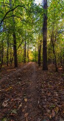 Obraz premium Fallen leaves in a shady forest