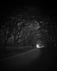 a path through a tunnel of trees near ahrenshoop