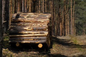 Holzernte im Nutzwald Nadelwald mit Forstweg 