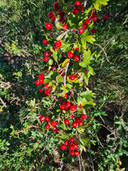 Botany, Hawthorn Bush