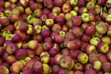 Äpfel, formatfüllend