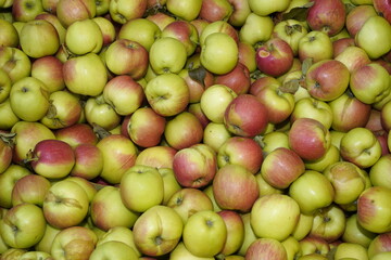Äpfel, formatfüllend