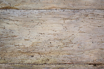 Wood texture background, view of  damaged wooden rough planks with cracks and holes.