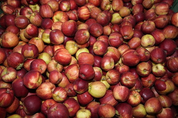 Apfel formatfüllend
