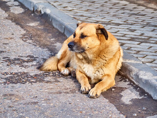 homeless dog on the street. color nature