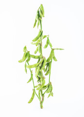 A fresh soybean plant on white background