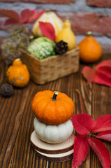 Autumn harvest of small different pumpkins in beautiful decoration.