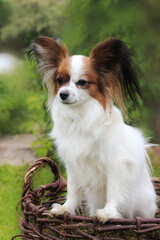 miniature papillon dog sitting in a wicker basket on a background of green grass