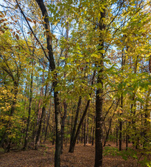 Early autumn in the forest 2