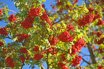 Fototapeta premium Close up of rowan/ mountain ash fruit againts blue sky