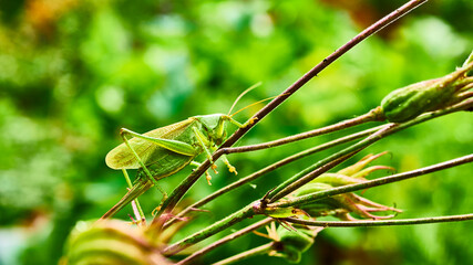 green grasshopper in the garden. macro. color