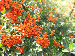 Ripe rowan berries branches, close-up in the garden foliage, sunny day, fall season