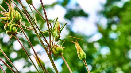 green grasshopper in the garden. macro. color