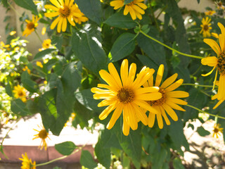 Closeup yellow wildflowers in the garden