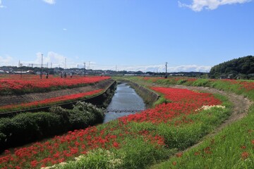 Fototapeta premium 矢勝川の彼岸花