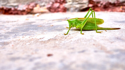 green grasshopper on concrete. general plan. color