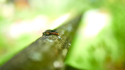 little lizard on a shiny iron pipe. general plan