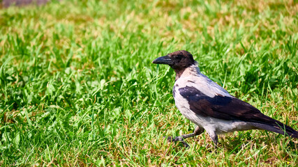 Grey crow walks on green lawn. general plan. color