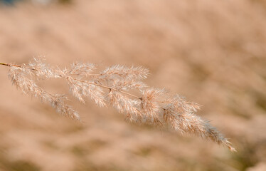 Obraz premium reed layer, reed seeds. Golden reed grass in the fall in the sun. Abstract natural background. Beautiful pattern with neutral colors. Minimal, stylish, trend concept.