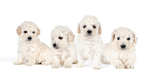 Four Small miniature toy poodle pups with white curly fur against white background