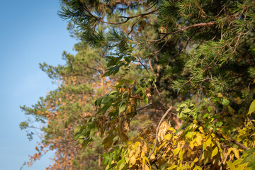 Green needles and yellow foliage