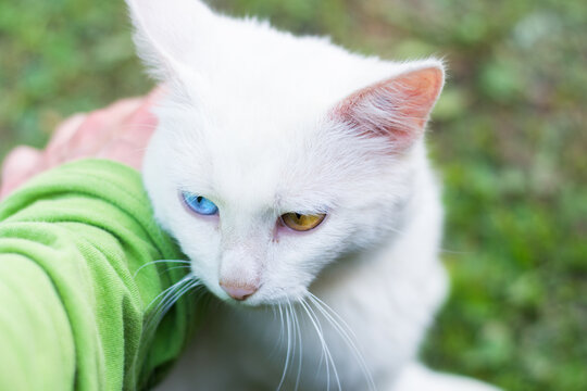 Male strokes the cat albino with heterochromia. The relationship between humans and animals.