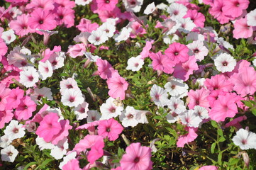Fototapeta premium City flowers. Beautiful pink flowers.
