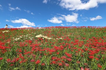 矢勝川の彼岸花