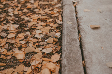 autumn leaves on the ground. asphalt and leaves. street cleaning.