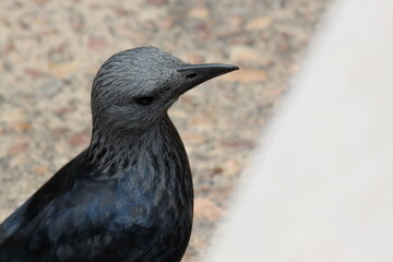 Red-winged Starling portrait, Cape Town, South Africa