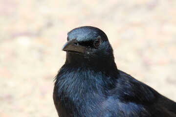 Red-winged Starling portrait, Cape Town, South Africa