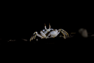 Horn-eyed Ghost Crab (Ocypode ceratophthalmus) at night
Maldives